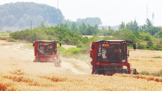 安徽合肥194万亩小麦陆续开始开镰收割 预测总产量达110万斤